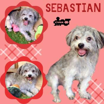 Sebastian (Ritzy) -  Silky Terrier and Poodle Dog for Adoption in Lindsay, California - Sebastian (Ritzy) | PetCurious