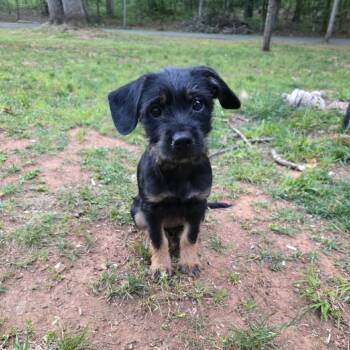 Mixed Breed Dogs Available for Adoption in Fredericksburg, Virginia - Aquemini | PetCurious