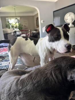 Mixed Breed Dogs Available for Adoption in Wyoming, Michigan - Cupcake | PetCurious