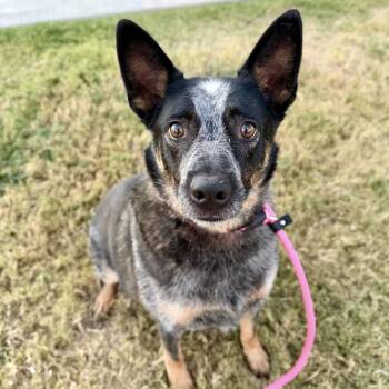 Dawson -  Mixed Breed Dog for Adoption in Bentonville, Arkansas - Dawson | PetCurious