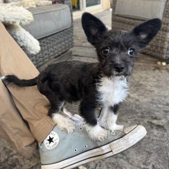 Chihuahua and Yorkshire Terrier Dogs Available for Adoption in Ridgefield, Washington - Mr. Little Buzz | PetCurious
