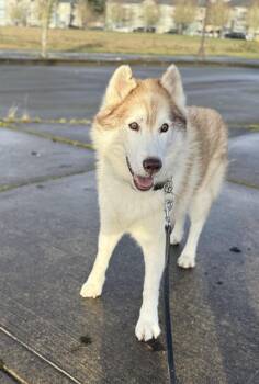 Nolan -  Husky Dog for Adoption in Santa Monica, California - Nolan | PetCurious