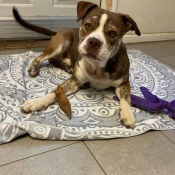 Finn 2201 -  English Bulldog Dog for Adoption in Kansas City, Missouri - Finn 2201 | PetCurious