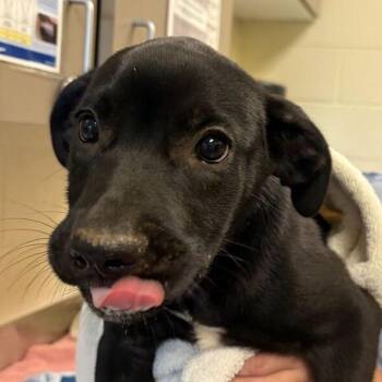 Eowyn -  Mixed Breed Dog for Adoption in Asheville, North Carolina - Eowyn | PetCurious