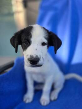 Panda -  Border Collie Dog for Adoption in Orland Park, Illinois - Panda | PetCurious