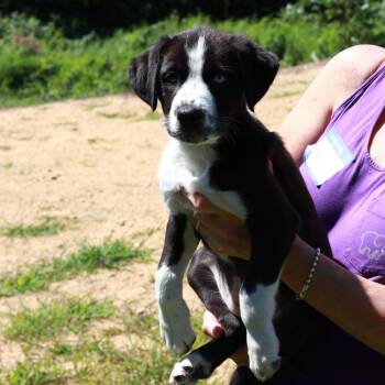 CT Bing -  Border Collie and Mixed Breed Dog for Adoption in Stormville, New York - CT Bing | PetCurious