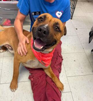 Gotti --Courtesy Post. Out of town pet. See below for details-- -  Pit Bull Terrier Dog for Adoption in Eagle, Idaho - Gotti --Courtesy Post. Out Of Town Pet. See Below For Details-- | PetCurious