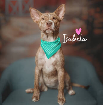 Rescue Husky and Cattle Dog Dogs for Adoption in Saugus, Massachusetts - Isabela | PetCurious