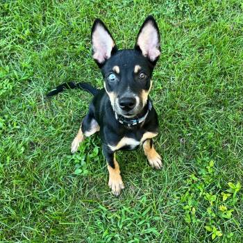 Skye -  Mixed Breed Dog for Adoption in Sherman, Illinois - Skye | PetCurious