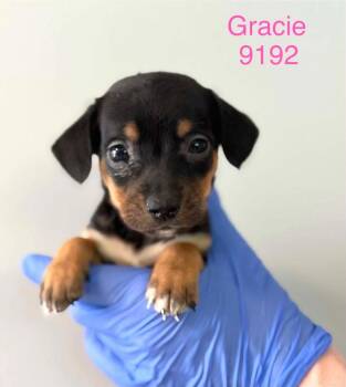 Beagle Dogs Available for Adoption in New York, New York - Gracie (AL) | PetCurious