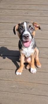 Magnolia -  Pug and Shepherd Dog for Adoption in Walnutport, Pennsylvania - Magnolia | PetCurious