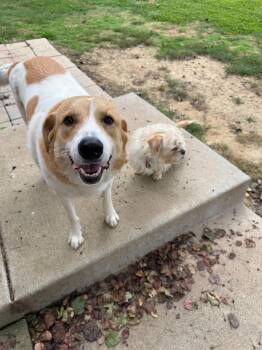 Gemma -  Mixed Breed Dog for Adoption in Franklin, Tennessee - Gemma | PetCurious
