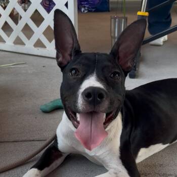 Rescue Pit Bull Terrier Dogs for Adoption in Columbia, South Carolina - Harry Kim | PetCurious