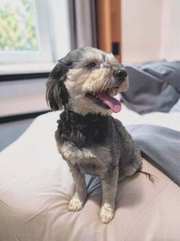 Harley & Phantom -  Maltipoo Dog for Adoption in Lexington, Kentucky - Harley & Phantom | PetCurious