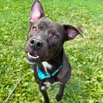 Lulu -  Shepherd Dog for Adoption in Syracuse, New York - Lulu | PetCurious