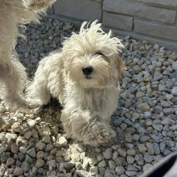 Graham -  Maltese and Poodle Dog for Adoption in St. Louis, Missouri - Graham | PetCurious
