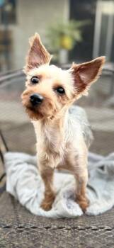 Jane -  Yorkshire Terrier Dog for Adoption in Lafayette, California - Jane | PetCurious