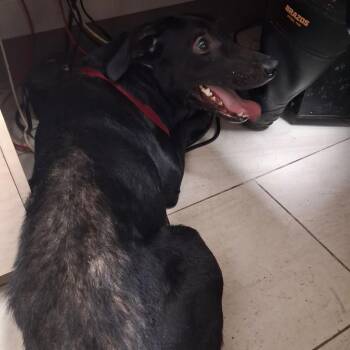 Tonks -  Mixed Breed Dog for Adoption in Lufkin, Texas - Tonks | PetCurious