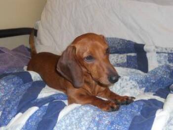 Capri aka Gracie -  Dachshund Dog for Adoption in Fort Pierce, Florida - Capri Aka Gracie | PetCurious