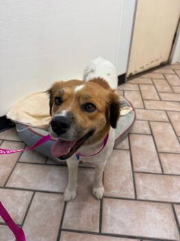 Sasha -  Australian Shepherd and Brittany Spaniel Dog for Adoption in Phoenix, Arizona - Sasha | PetCurious
