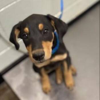 Frida -  Doberman Pinscher Dog for Adoption in Red Bluff, California - Frida | PetCurious