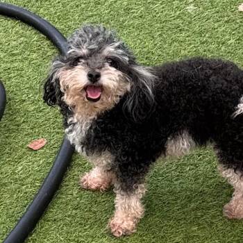 Wanda 8721 -  Poodle Dog for Adoption in Loxahatchee Groves, Florida - Wanda 8721 | PetCurious