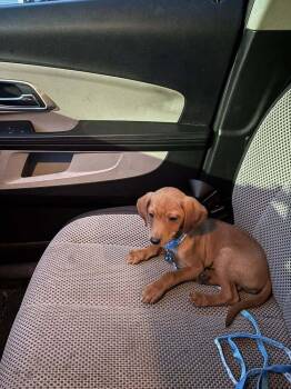 Gale -  Mixed Breed Dog Available for Adoption in Milton, Delaware - Gale | PetCurious