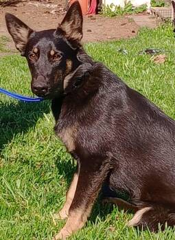 German Shepherd Dog Dogs Available for Adoption in Rochester, Washington - Echo | PetCurious