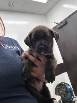 Jon Stewart - ADOPTED -  Mixed Breed Dog for Adoption in Atlanta, Georgia - Jon Stewart - ADOPTED | PetCurious