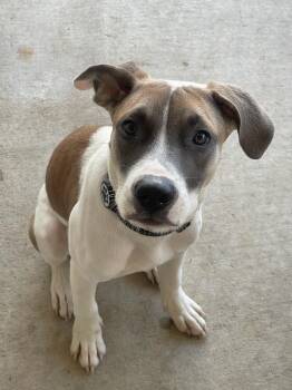 Serena the Tennis Pro Puppy -  American Staffordshire Terrier Dog for Adoption in Houston, Texas - Serena The Tennis Pro Puppy | PetCurious