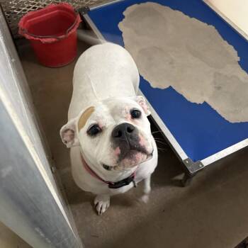 Rescue Boxer Dogs for Adoption in Stephenville, Texas - Tippy Tap | PetCurious