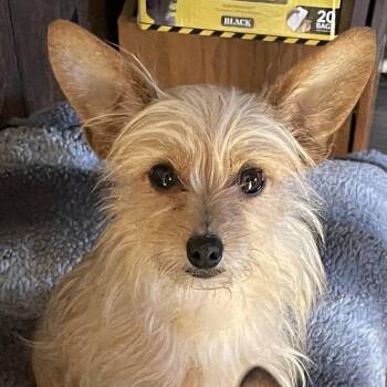 Peppa - COMING SOON -  Yorkshire Terrier and Chihuahua Dog for Adoption in Fowlerville, Michigan - Peppa - COMING SOON | PetCurious