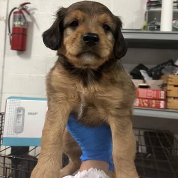 Mountain Dog Dogs Available for Adoption in Edinburg, Texas - Starling | PetCurious