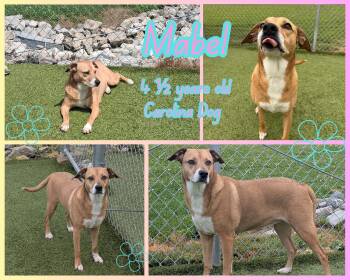 Mabel -  Carolina Dog Dog for Adoption in Franklin, Indiana - Mabel | PetCurious