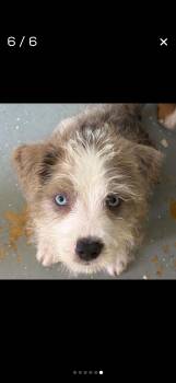 Popeye -  Mixed Breed Dog for Adoption in Bardonia, New York - Popeye | PetCurious