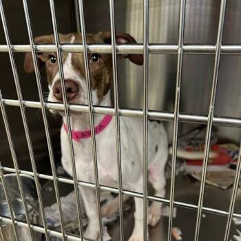 Arya -  Mixed Breed Dog for Adoption in Knoxville, Tennessee - Arya | PetCurious