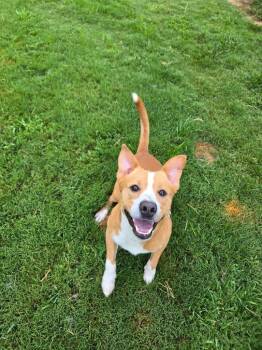 Styles -  Terrier Dog for Adoption in Athens, Tennessee - Styles | PetCurious