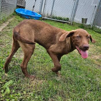 Rose -  Mixed Breed Dog for Adoption in Oneonta, New York - Rose | PetCurious
