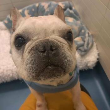 Amaretto 14246 -  French Bulldog Dog for Adoption in San Francisco, California - Amaretto 14246 | PetCurious
