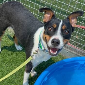 Winona A2197962 -  Border Collie Dog for Adoption in Los Angeles, California - Winona A2197962 | PetCurious
