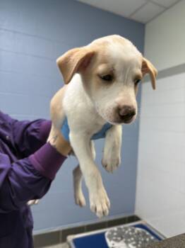 BLONDIE -  Australian Cattle Dog Blue Heeler and Mixed Breed Dog for Adoption in Loveland, Colorado - BLONDIE | PetCurious