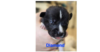 Rescue Labrador Retriever Dogs for Adoption in Dallas, Texas - Gem Stones: Diamond | PetCurious