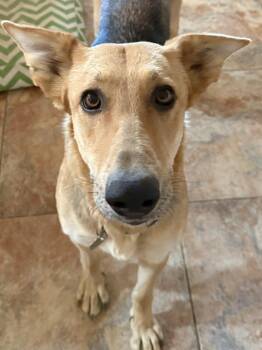 Trudy -  German Shepherd Dog Dog for Adoption in Acton, California - Trudy | PetCurious