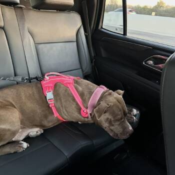 Harley -  Pit Bull Terrier Dog for Adoption in Dallas, Texas - Harley | PetCurious