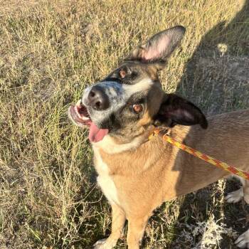 Atlas -  Mixed Breed Dog for Adoption in Spokane, Washington - Atlas | PetCurious