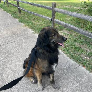 Tiger -  Border Collie and Labrador Retriever Dog for Adoption in Austin, Texas - Tiger | PetCurious