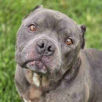 American Bully and Mixed Breed Dogs Available for Adoption in Normal, Illinois - Blue | PetCurious