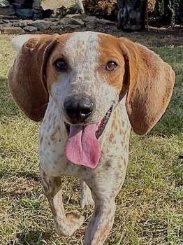 Sunflower -  Coonhound Dog for Adoption in Burnsville, North Carolina - Sunflower | PetCurious