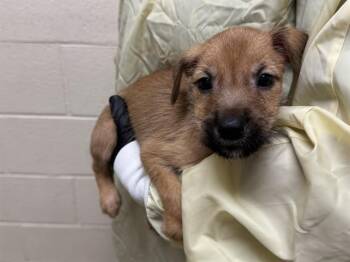 CHAPSTICK -  Wheaten Terrier and Labrador Retriever Dog for Adoption in Colorado Springs, Colorado - CHAPSTICK | PetCurious