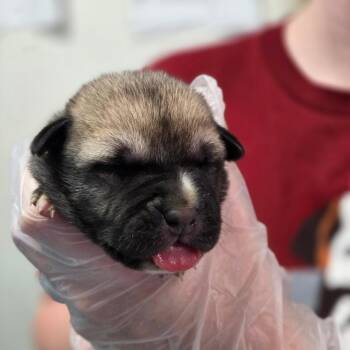 Sticker -  Mixed Breed Dog for Adoption in Charleston, West Virginia - Sticker | PetCurious